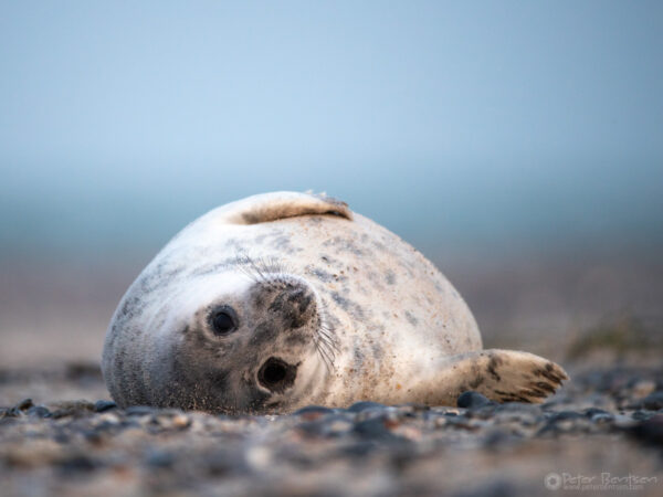 Young relaxing seal