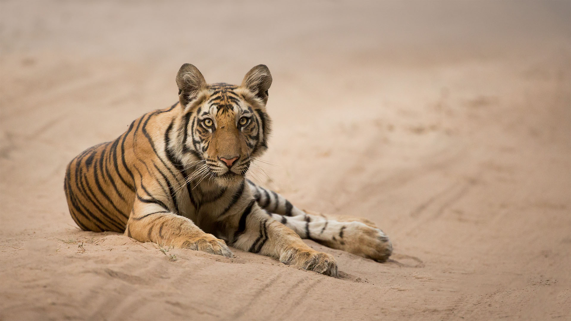Tiger-india